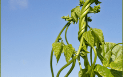 Az égigérő paszuly