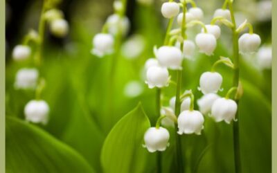 Gyöngyvirág Palkó