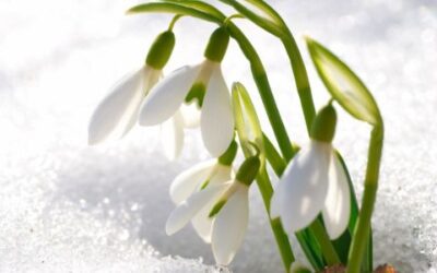 Miért fehér a hó?