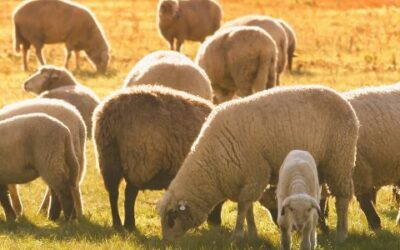 Az aranyszőrű bárány