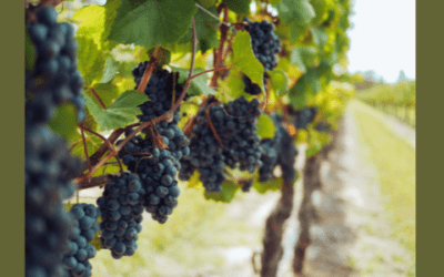 A szegény ember szőlője