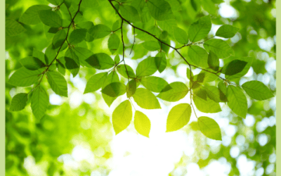 Pompás mesék és illatos, gyógyító növények – Levelek, virágok, gyógynövények 1. rész