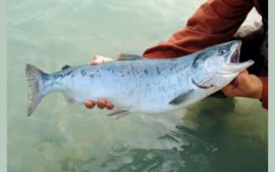 A halász meg a föld szépe