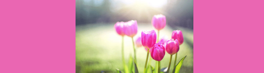 Tulipánból lett királyfi