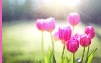 Tulipánból lett királyfi