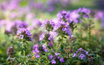 A kígyó vőlegény