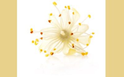 Hársvirág hercegnő