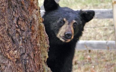 A huszár és a medve