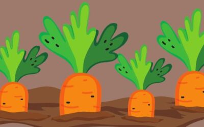 Az óriás burgundi répa