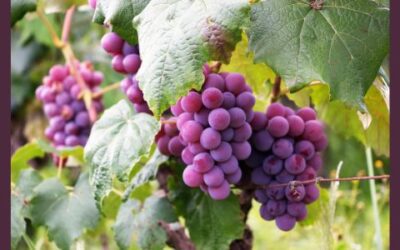 Szóló szőlő, mosolygó alma, csengő barack